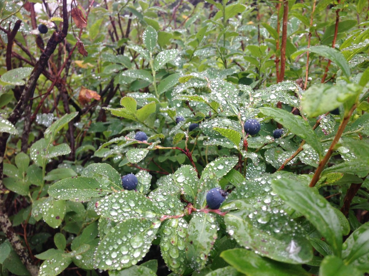 North Shore blueberry bushes