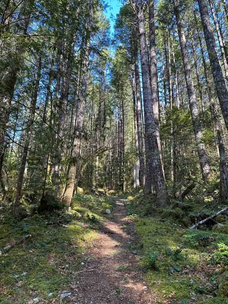 The High Trail climbs steadily uphill through the forest