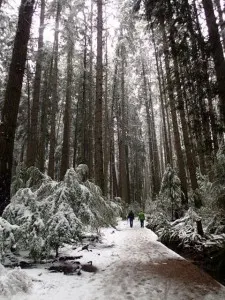 Pacific Spirit Park in the snow