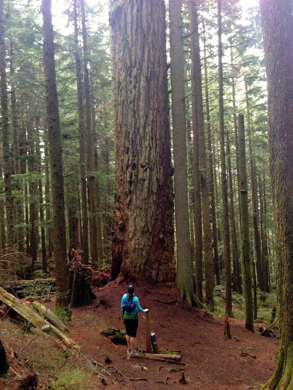 Big old growth tree on the Brothers Creek trail