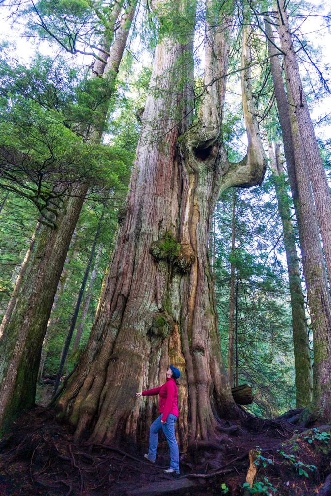A hiker beside the 600 year old Big Cedar Tree on the Kennedy Falls trail in North Vancouver BC