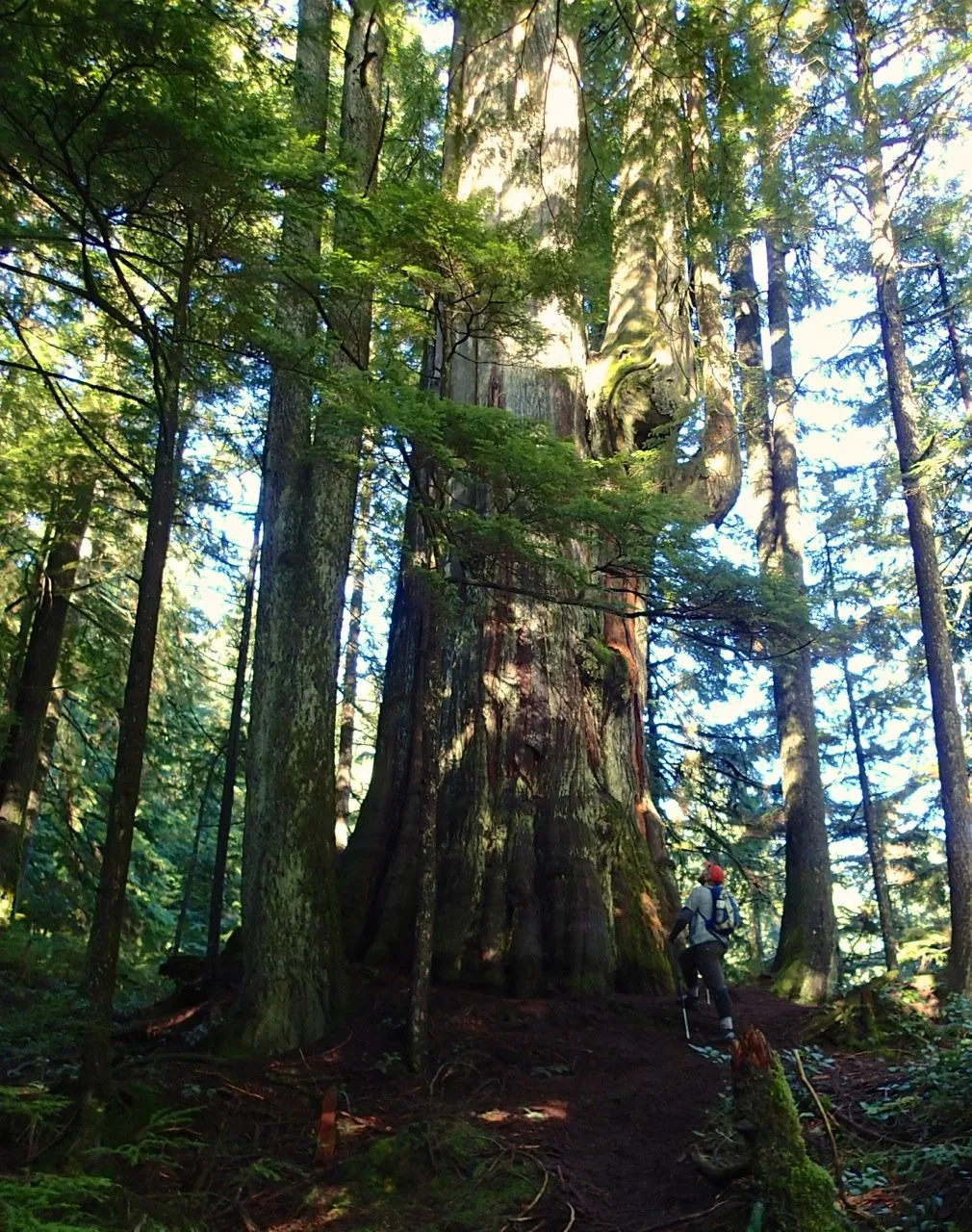 The Big Cedar on lower Mount Fromme