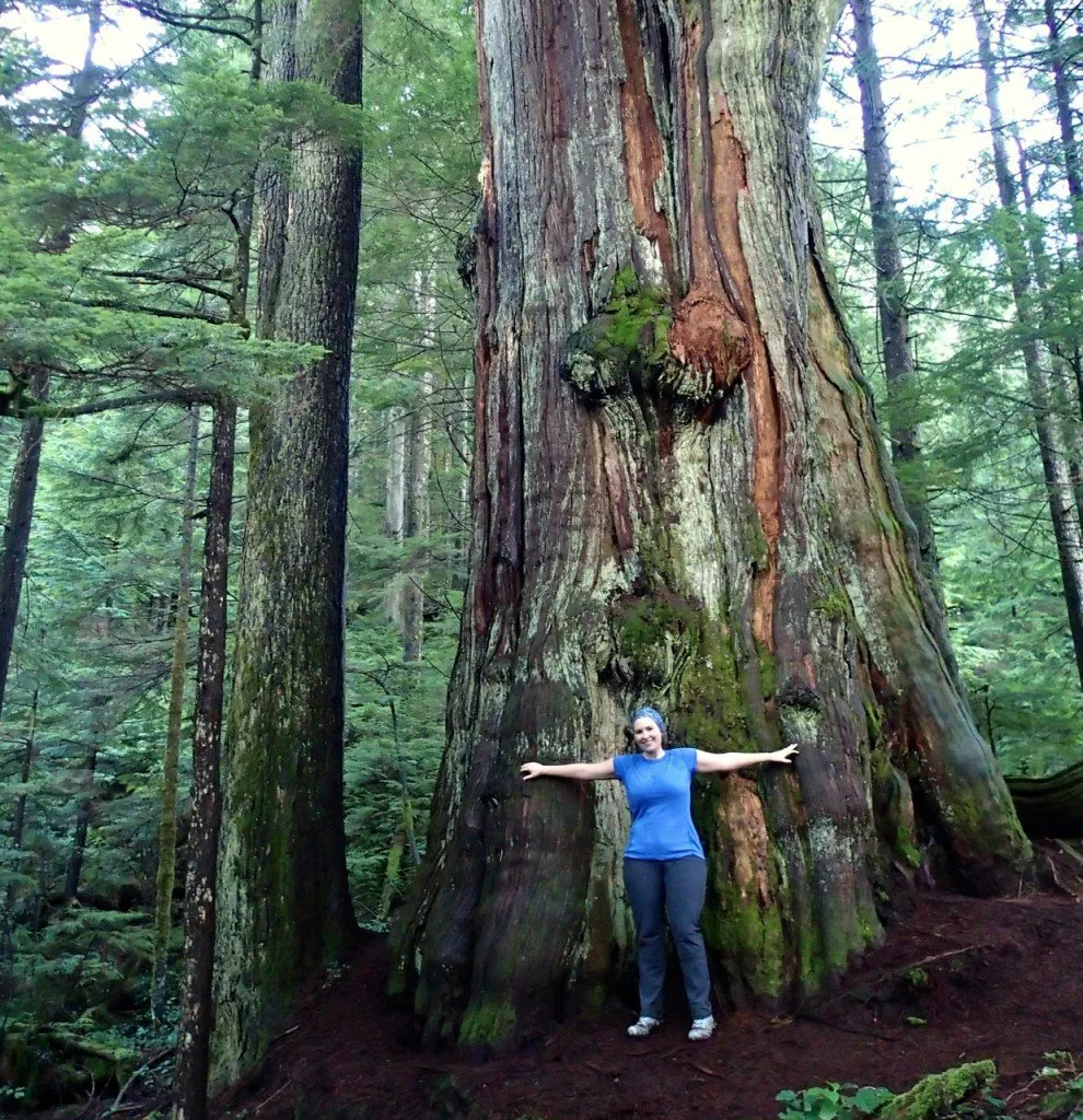 The Big Cedar on lower Mount Fromme on the way to Kennedy Falls. You can get to this Vancouver hike on transit