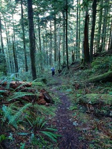 Big Cedar trail on lower Mount Fromme