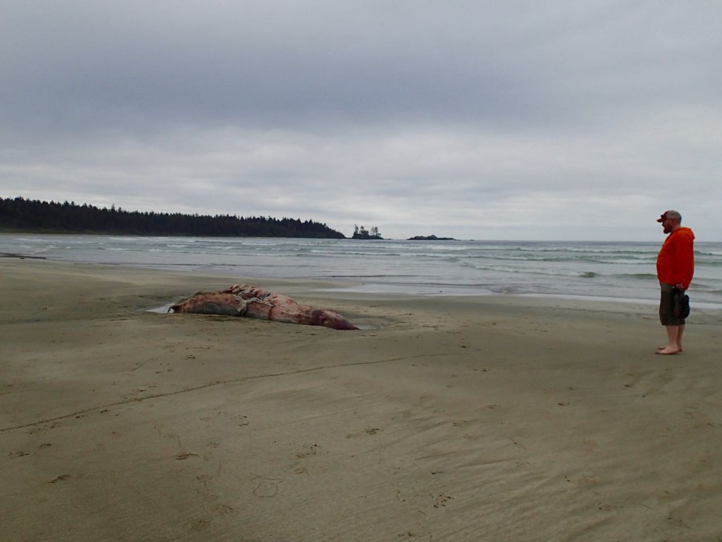 Cuvier's beaked whale carcass at Cow Bay on Flores Island