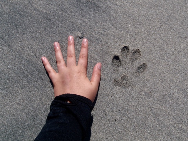 Wolf prints on the Nootka Trail