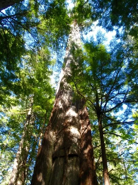 Old growth tree on the Nootka Trail