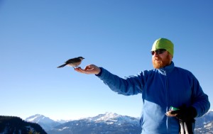 Whiskey jack at the Barrier viewpoint