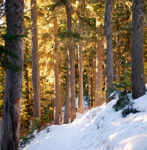 Golden hour on the Garibaldi Lake Trail