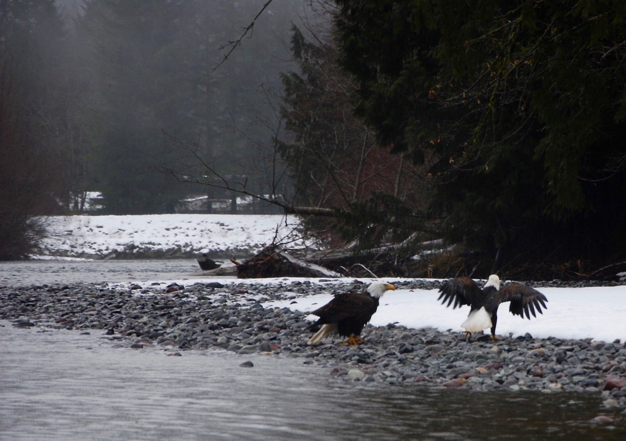 Sunwolf Eagle Float in Squamish