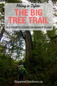 Hiking the Big Tree Trail in Tofino, BC. Giant old growth cedar trees on Meares Island. Rainforest hiking in Tofino, BC.