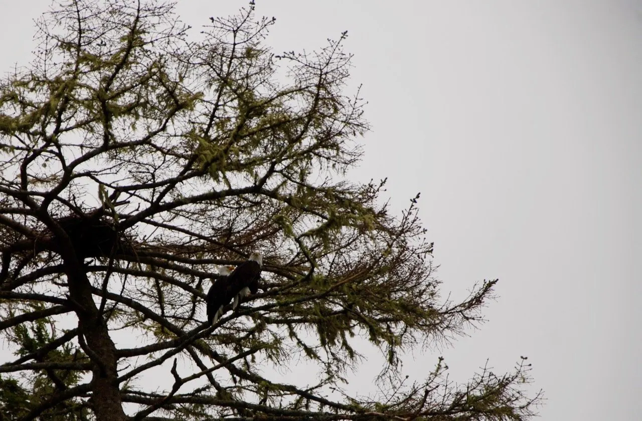Bald eagles near Tofino BC