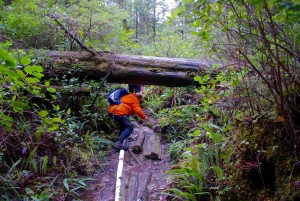 Big Tree Trail, Meares Island, Tofino BC
