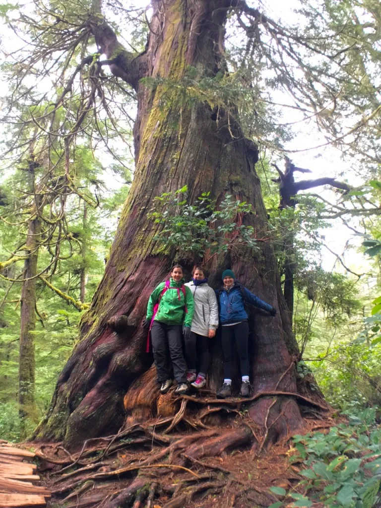 Big Tree Trail, Meares Island, Tofino BC