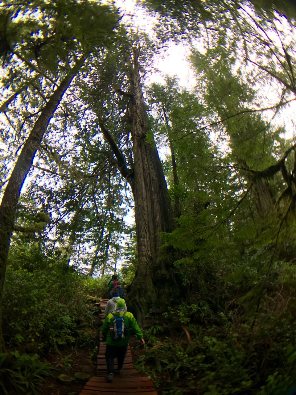Big Tree Trail, Meares Island, Tofino BC