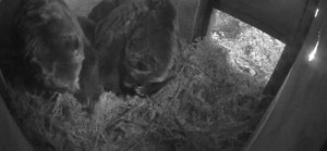 Vancouver Wildlife viewing - bear cam
