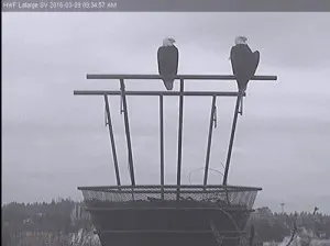 Vancouver wildlife viewing - eagle cam