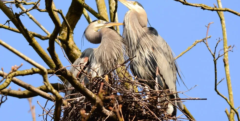 Vancouver Wildlife viewing - heron cam