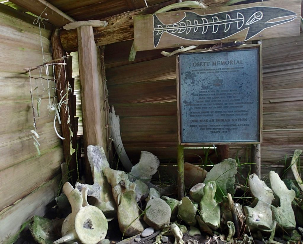 Whale bones displayed inside a small hut at the Ozette Memorial near Cape Alava. It is an important archeological site as there was an Indigenous Makah village there.