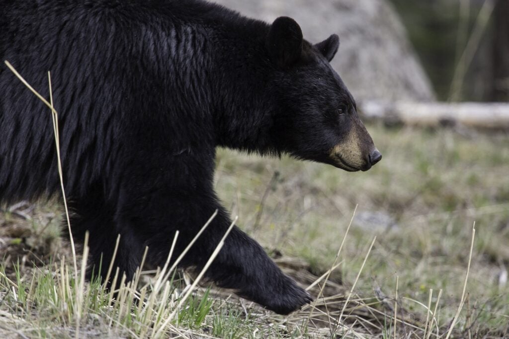 Black bear walking. Bear safety tips for campers, hikers and backpackers.