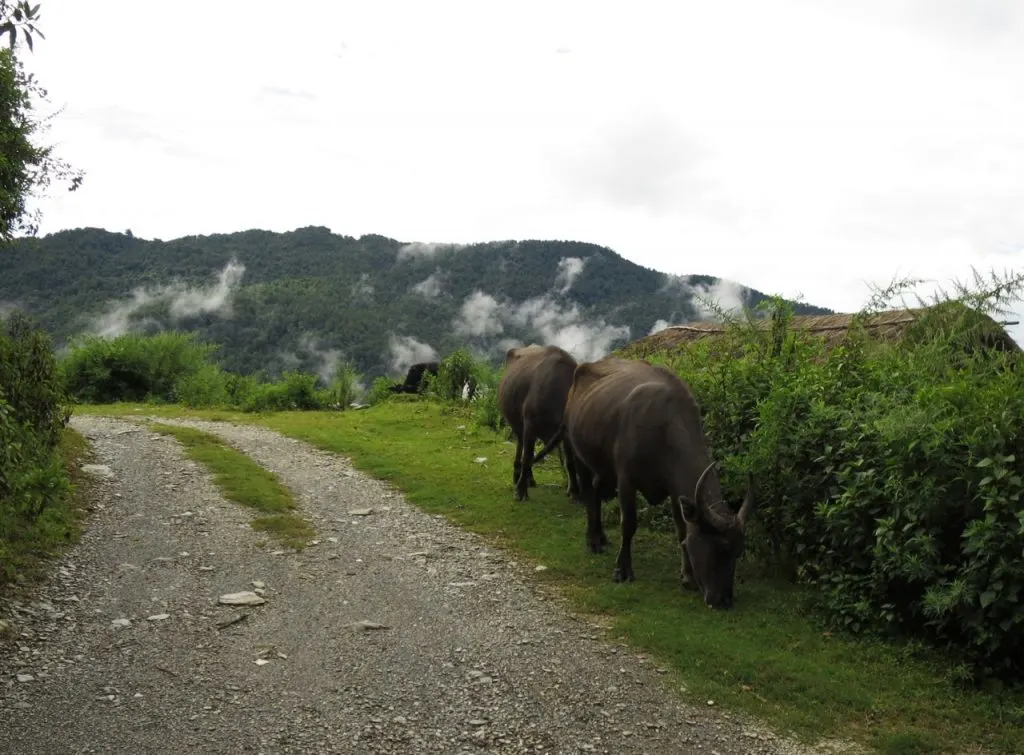 Trekking to Annapurna Base Camp