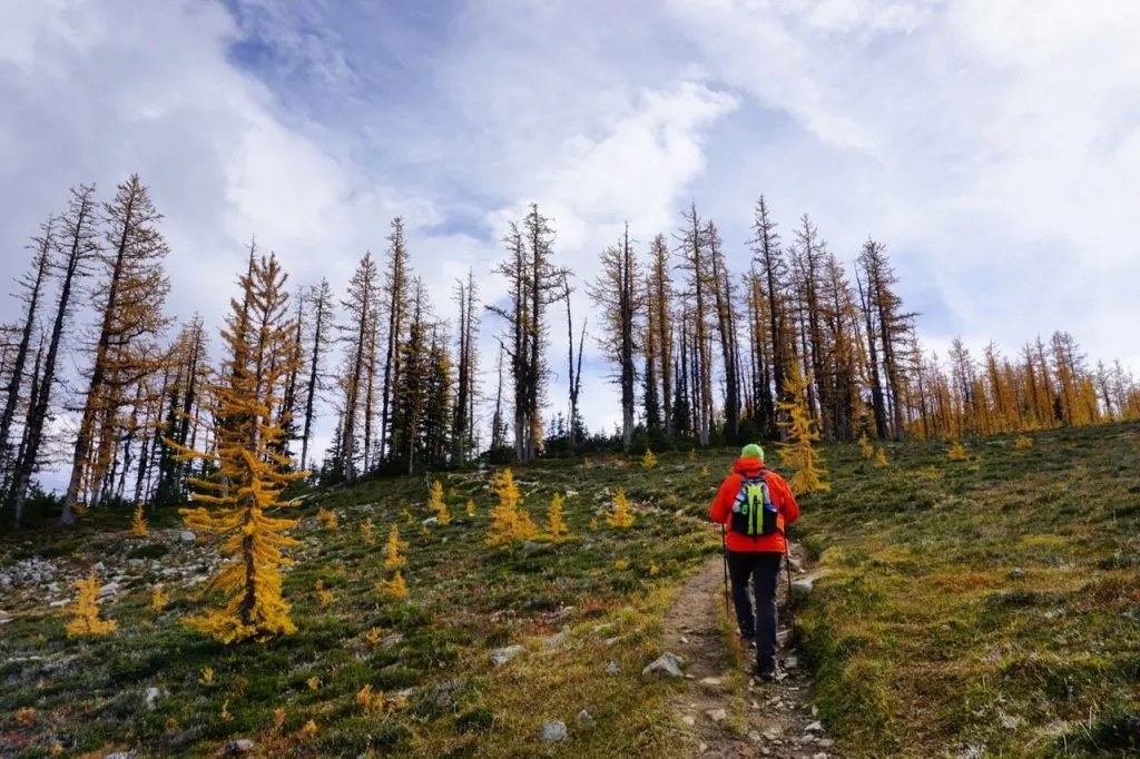 Larches on Mount Frosty in Manning Provincial Park