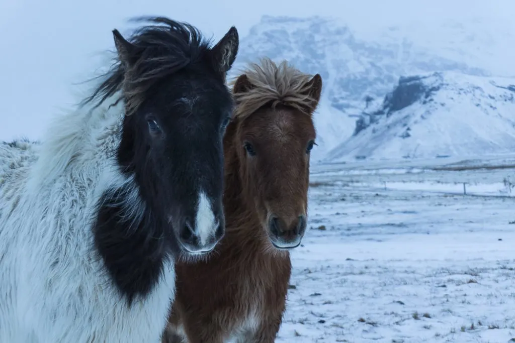 Icelandic horses in winter. A winter week in Iceland. Iceland in January. 35 Photos that will make you want to go to Iceland in winter.