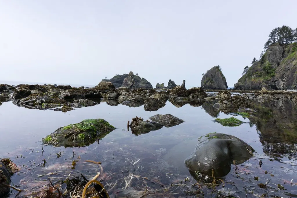 Tide pool near Point of the Arches on Shi Shi Beach. Complete guide to hiking and camping at Shi Shi Beach.