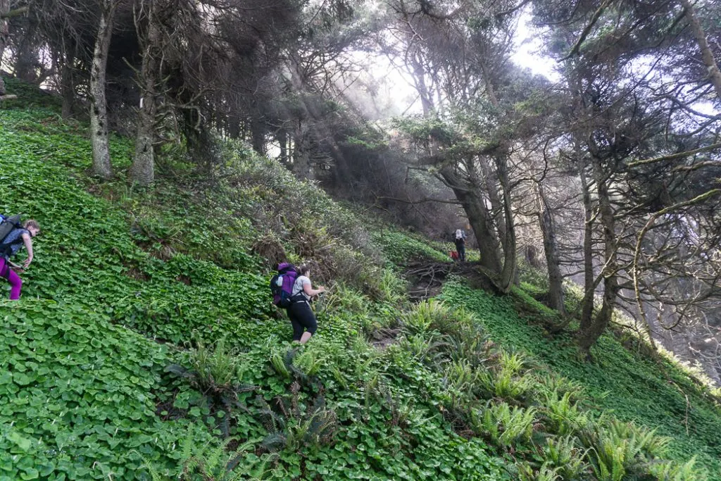 Climbing the steep section of trail up into the forest from Shi Shi Beach. A complete guide to hiking and camping at Shi Shi Beach.