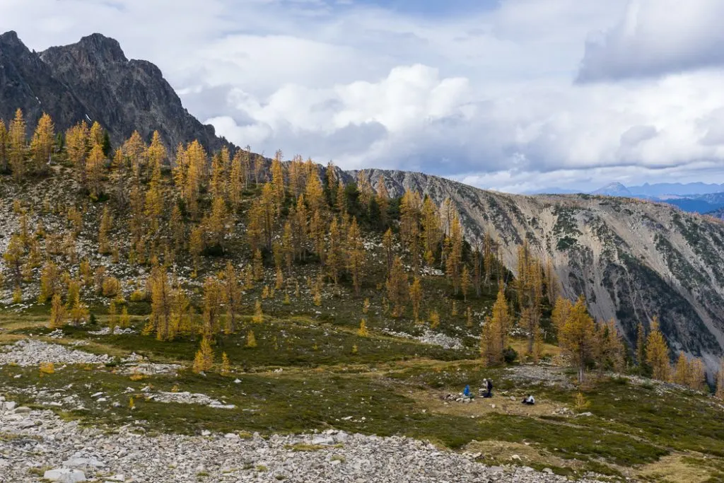 Hike to the gorgeous Frosty Mountain larches in British Columbia, Canada. Go hiking in the fall to the see the larch trees change colour in Manning Park, BC, Canada.