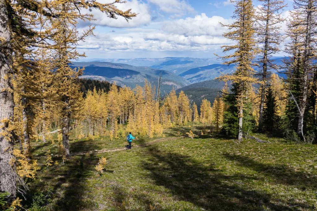 Larches on the Frosty Mountain trail. Hike to the gorgeous Frosty Mountain larches in British Columbia, Canada. Go hiking in the fall to the see the larch trees change colour in Manning Park, BC, Canada.