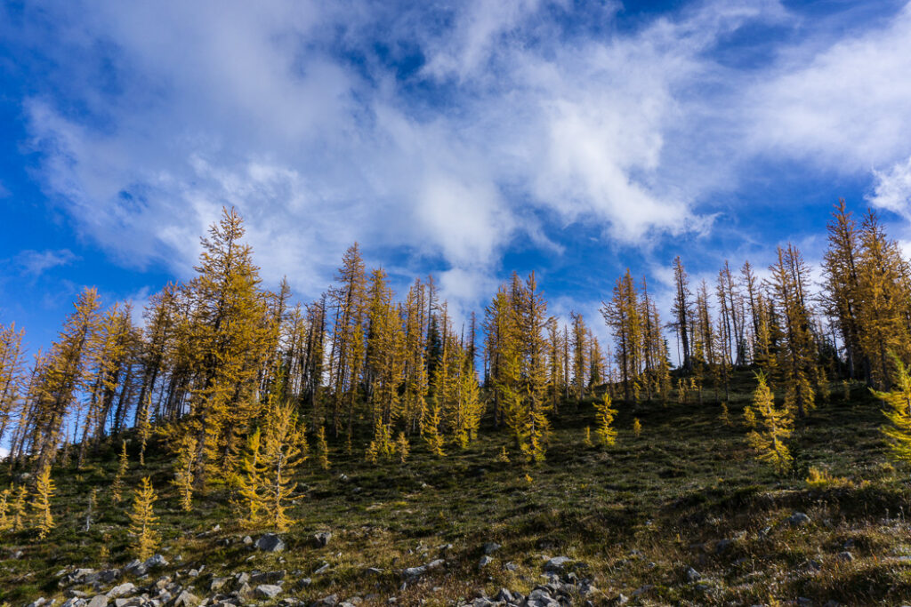 Frosty Mountain Larches Fall Hiking Guide