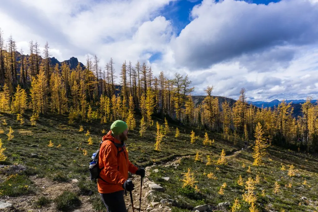Golden larches on the Frosty Mountain trail. Hike to the gorgeous Frosty Mountain larches in British Columbia, Canada. Go hiking in the fall to the see the larch trees change colour in Manning Park, BC, Canada.