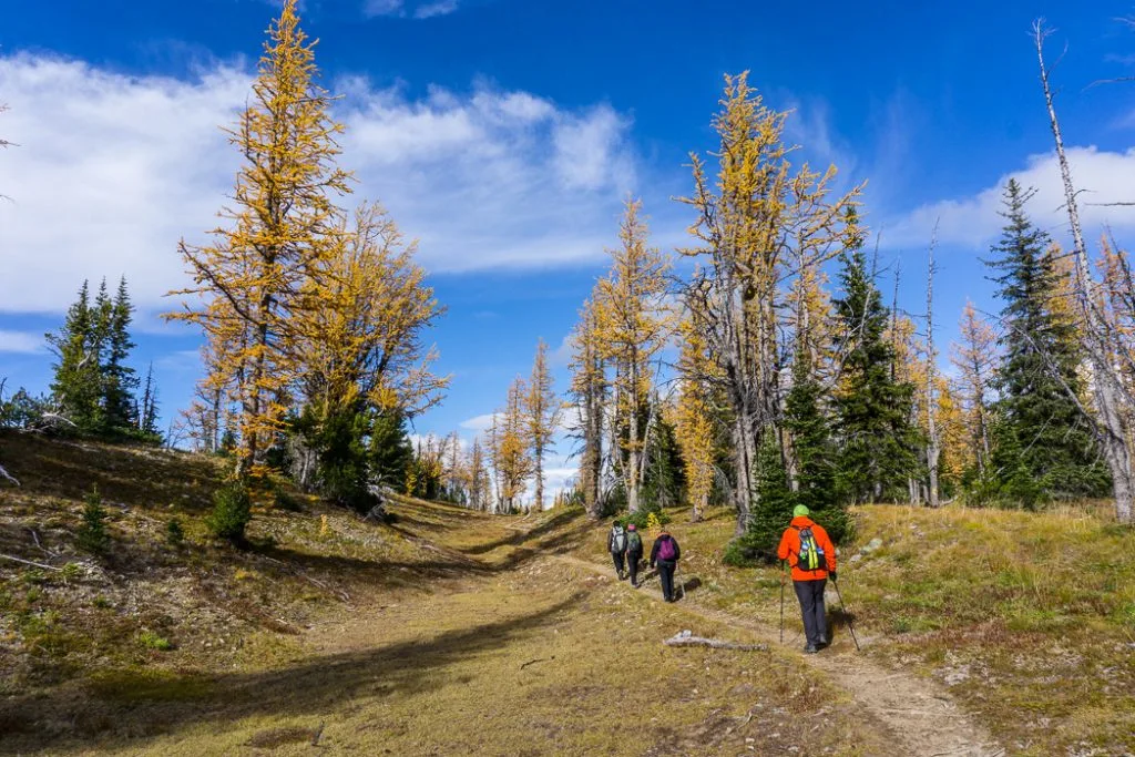 Hike to the gorgeous Frosty Mountain larches in British Columbia, Canada. Go hiking in the fall to the see the larch trees change colour in Manning Park, BC, Canada.