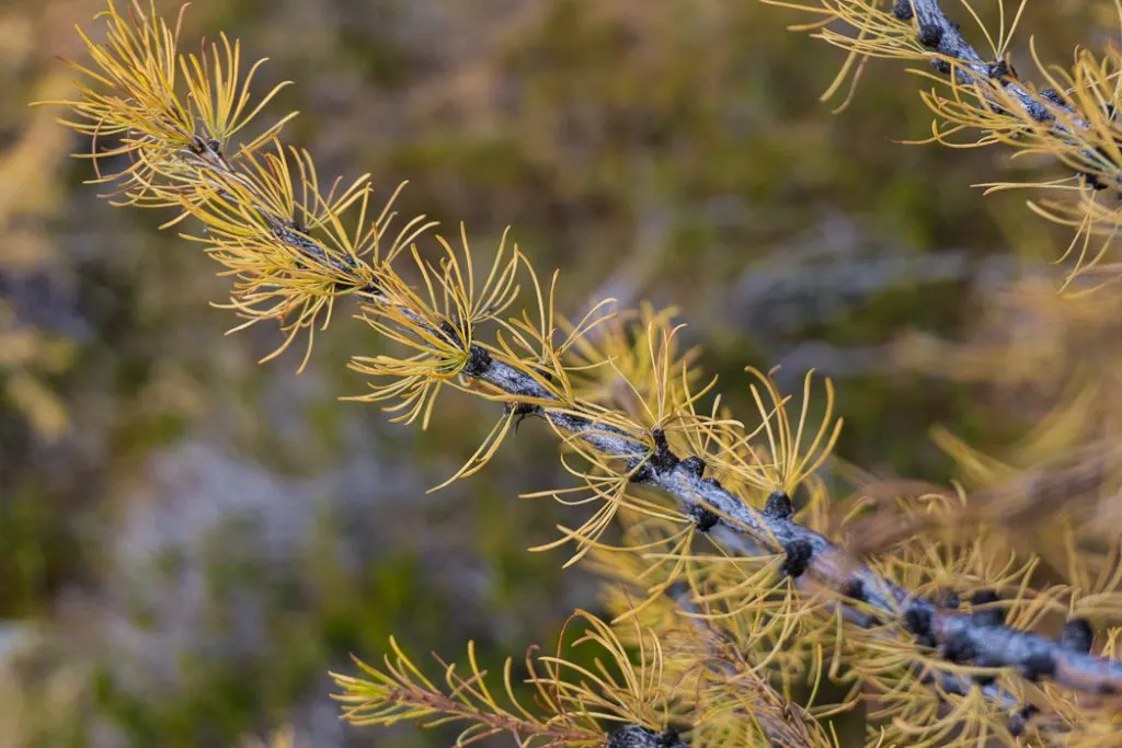 Hike to the gorgeous Frosty Mountain larches in British Columbia, Canada. Go hiking in the fall to the see the larch trees change colour in Manning Park, BC, Canada.