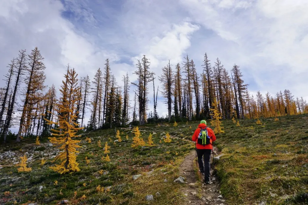 Golden larches on Frosty Mountain. Hike to the gorgeous Frosty Mountain larches in British Columbia, Canada. Go hiking in the fall to the see the larch trees change colour in Manning Park, BC, Canada.