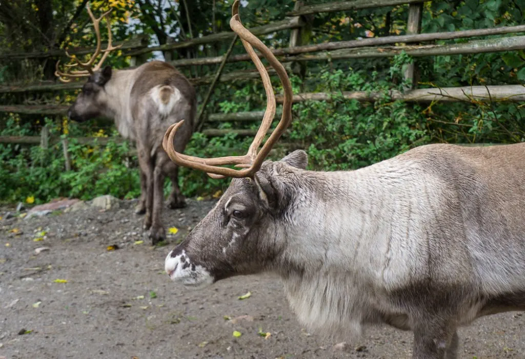 Reindeer at the Skansen museum in Stockholm, Sweden. 30 photos of Stockholm that will inspire you to visit.
