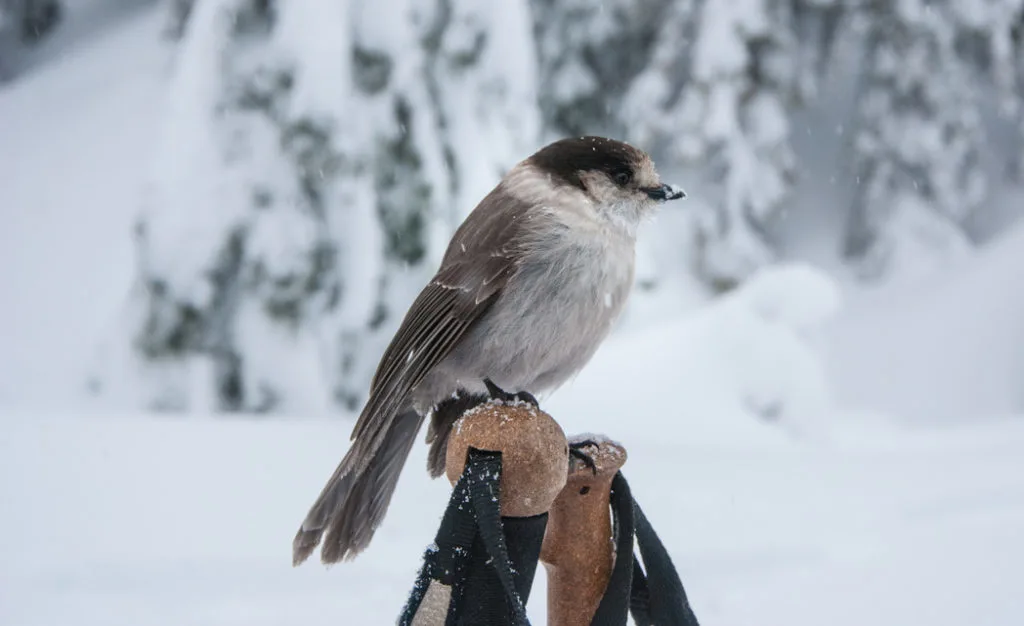 Whisky jack. The Ultimate Guide to Snowshoeing in Vancouver.