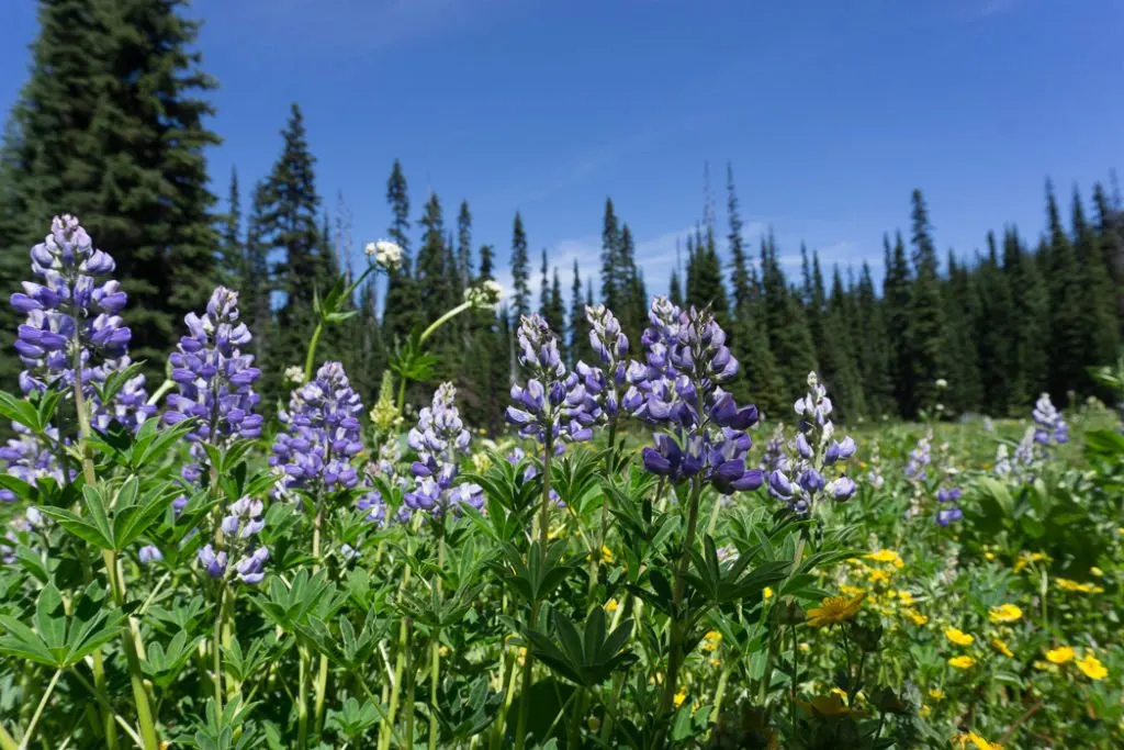 Leave wildflowers for everyone to enjoy. If we all picked some, there wouldn't be any left. Learn how to Leave No Trace when hiking and camping to keep the wilderness wild.