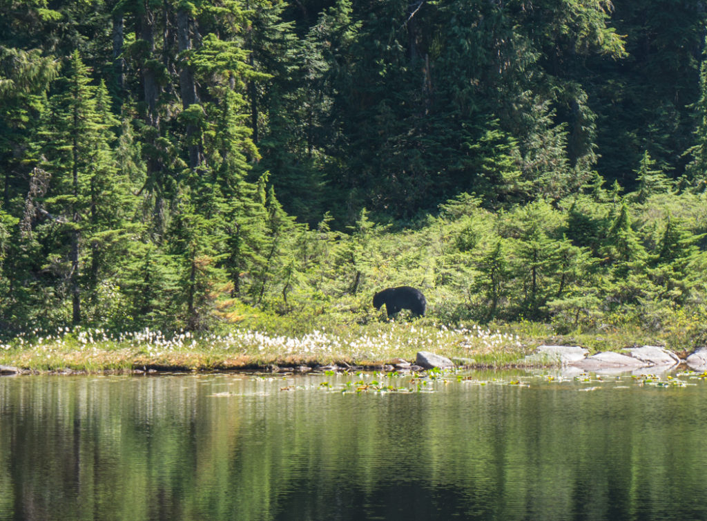 Black bear at Black Mountain in Cypress Provincial Park, West Vancouver, BC, Canada