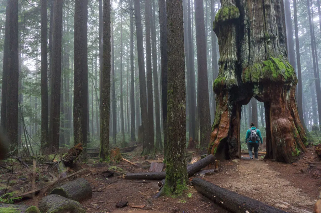 Walking through an old cedar in the Lower Seymour Conservation Reserve in North Vancouver. Just one of 15 unusual hikes near Vancouver.