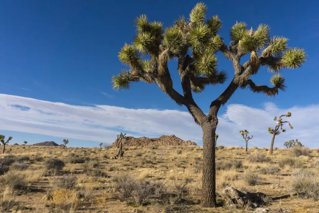 A joshua tree in Joshua Tree National Park one of 15 awesome things to do in Joshua Tree. Add checking out the joshua trees to your Joshua Tree bucketlist.