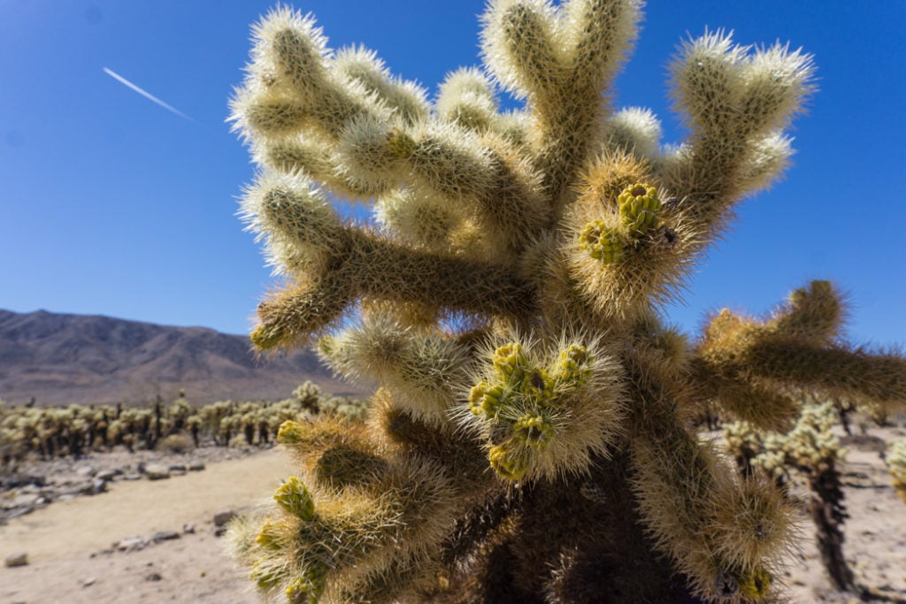 A cholla cactus in the Cactus Garden in Joshua Tree National Park, one of 15 awesome things to do in Joshua Tree. Add visiting the cactus garden to your Joshua Tree bucketlist.