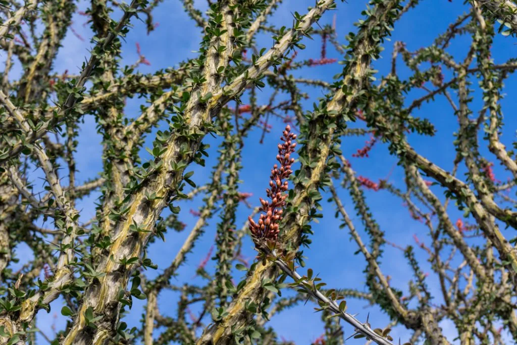 A close up of an ocotillo plant in Joshua Tree National Park, one of 15 awesome things to do in Joshua Tree. Add checking out the ocotillo patch to your Joshua Tree bucketlist.