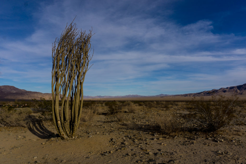 An ocotillo plant in Joshua Tree National Park, one of 15 awesome things to do in Joshua Tree. Add checking out the ocotillo patch to your Joshua Tree bucketlist.