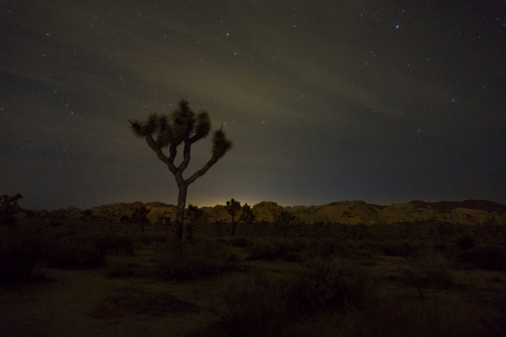 A joshua tree and the night sky in Joshua Tree National Park, one of 15 awesome things to do in Joshua Tree. Add star gazing to your Joshua Tree bucketlist.
