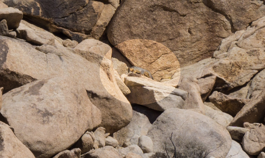 A gray fox in Joshua Tree National Park one of 15 awesome things to do in Joshua Tree. Add spotting wildlife to your Joshua Tree bucketlist.