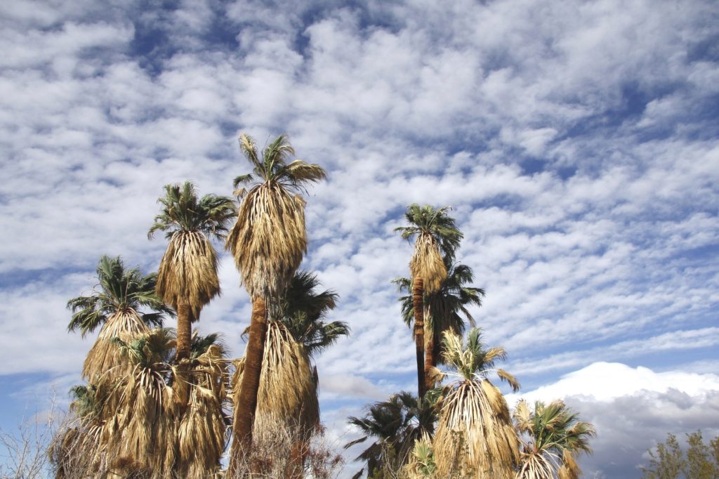 Fan palm trees at the Oasis of Mara in Joshua Tree National Park, one of 15 awesome things to do in Joshua Tree. Add visiting an oasis to your Joshua Tree bucketlist.