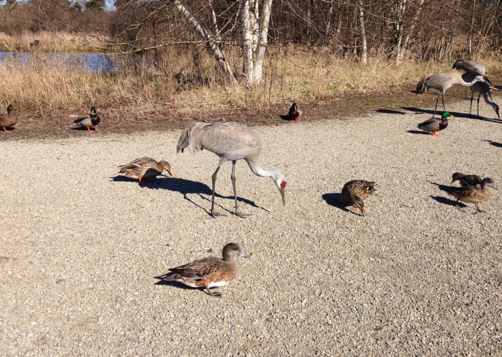A giant Sand Hill Crane next to some rather ordinary ducks at the Reifel Migratory Bird Sanctuary in Delta. Just one of 15 unusual hikes near Vancouver.