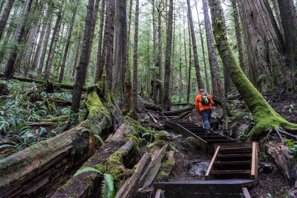 Stairs and boardwalks in Upper Avatar Grove. Visit Big Lonely Doug, Avatar Grove and the other big trees near Port Renfrew, British Columbia.
